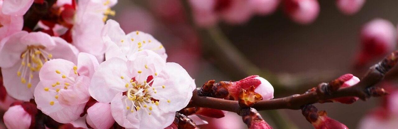  ������ ������ ����� ���� �������� ����������� ����� �������� 