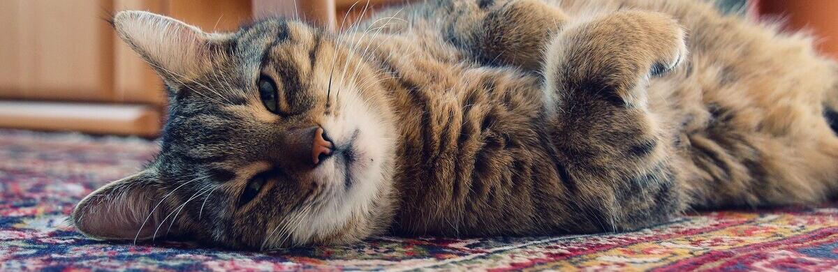  �� ���������� ��������� �� 䳿 ���� �������� ������ 