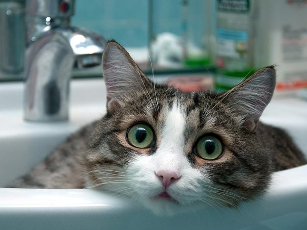  ����� ��������� �������� ���� 