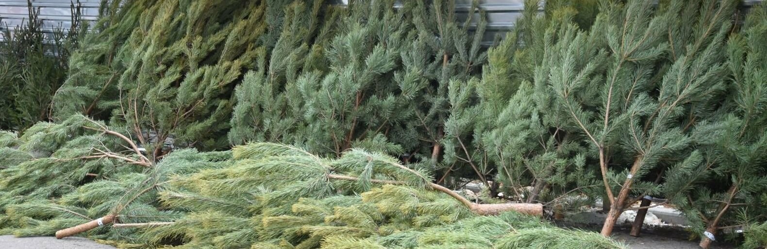  ������ ���������� ���� �������� 