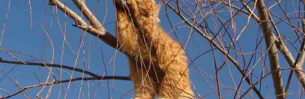  ������ ������� �������� ����� 