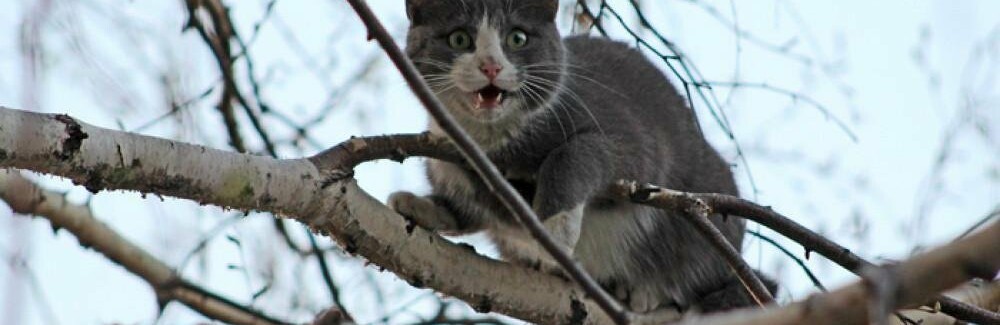  ��������� ��� ������� ������ ���������� ������� 