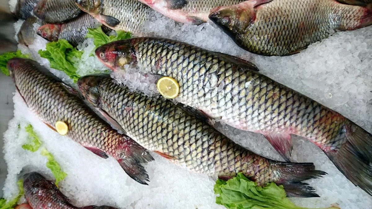 Пангасиус: жирная рыба или нет? Информационная статья