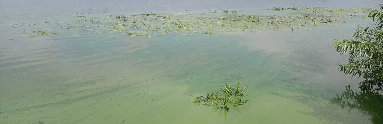 Неприємний запах у Кам'янському викликаний цвітінням води