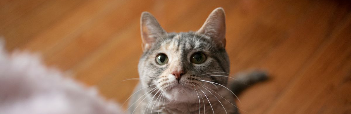 Шлях до котячого серця: як стати ідеальним господарем для свого домашнього улюбленця