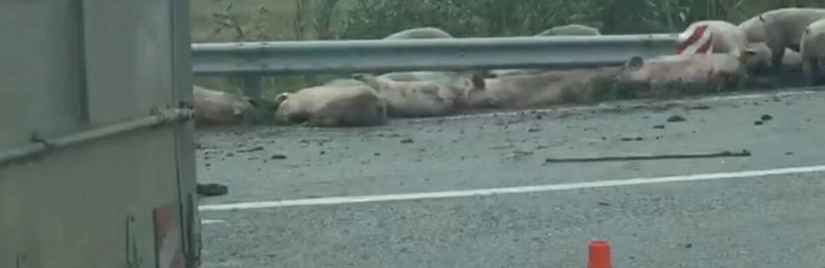 Біля Кам'янського перекинулася вантажівка зі свинками: свині загинули