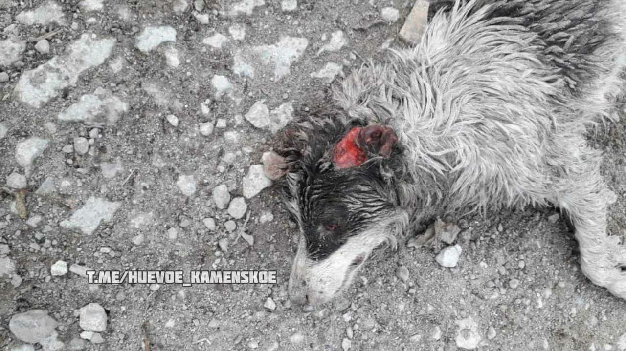 Под Каменским нашли мертвую собаку с отрезанными ушами, фото-1 Под Каменским нашли мертвую собаку с отрезанными ушами, фото-1