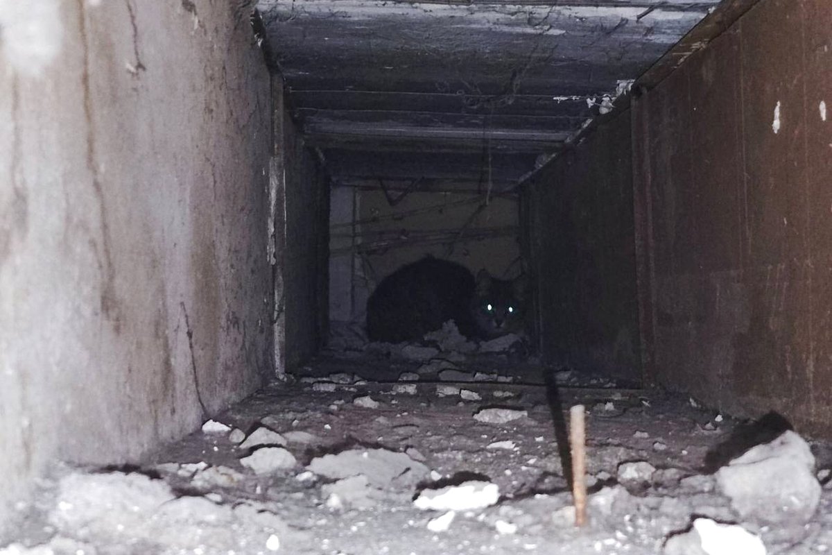 В Каменском спасли кота, фото-1
