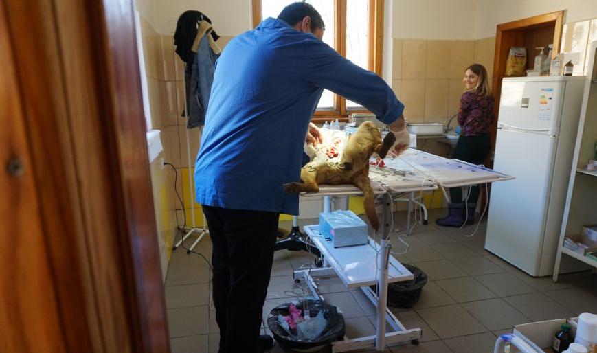 В Каменском продолжается стерилизация бездомных животных В Каменском продолжается стерилизация бездомных животных