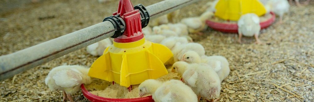 Днепропетровщина лидирует в производстве сельхоз продукции