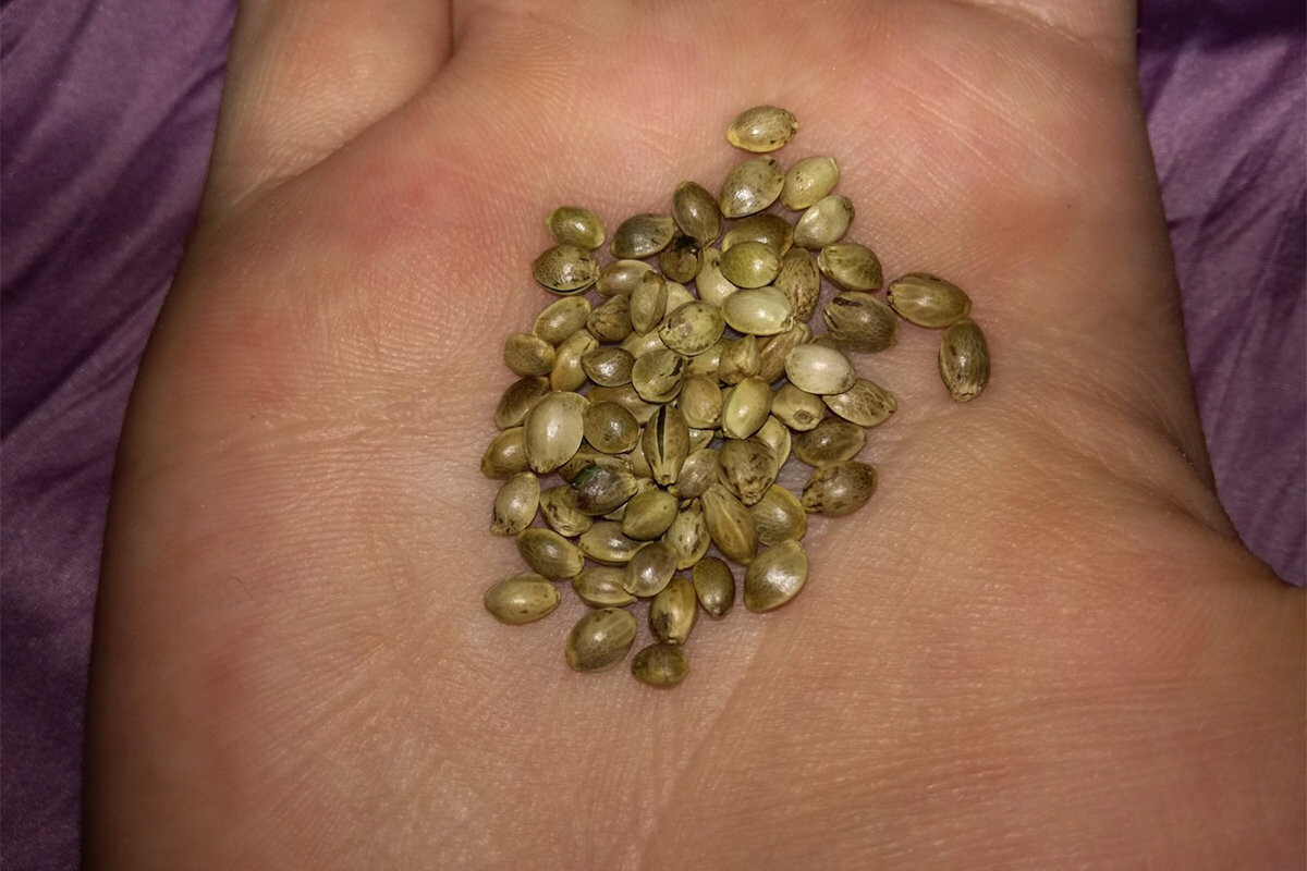 Семена в барнауле конопля марихуана mp3 скачать