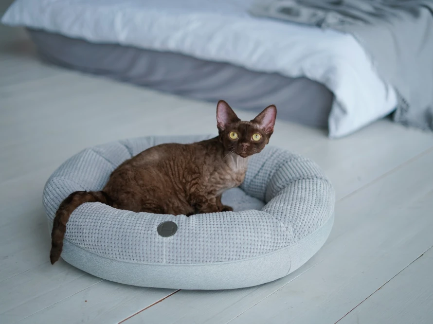 Овальний лежак Bagel Silver